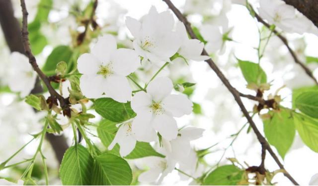 人間四月，揭秘家居空間“春之色”